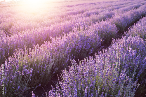 Blooming violet lavender field on sunset sky.