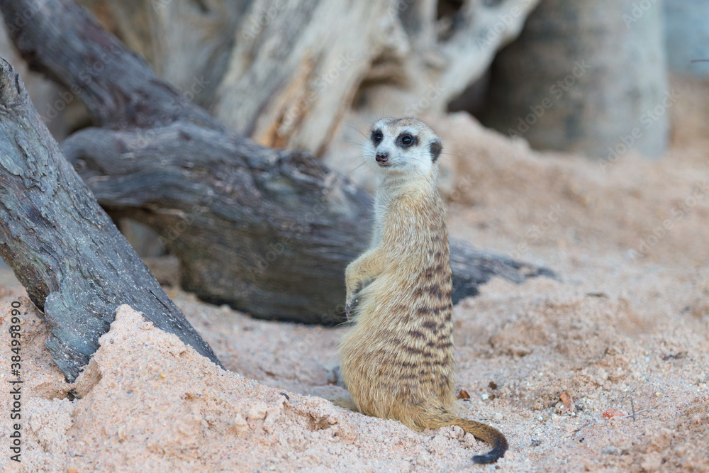 Fototapeta premium Single meerkat watching as a guard