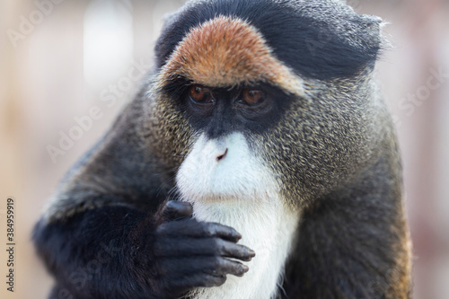 The De Brazza's monkey (Cercopithecus neglectus) is an Old World monkey endemic to the wetlands of central Africa. De Brazza's monkey (Cercopithecus neglectus) at the zoo.