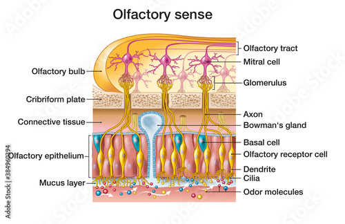 Olfactory sense, sense of smell, woman with rose, detailed illustration of the olfactory region, medically illustration photo