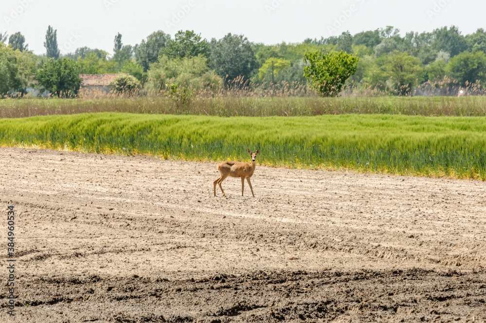 Fototapeta premium View on a roe deer on a field