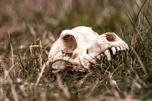 View on a fox skull on a field