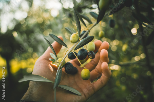 Photos Green and black olives on the branch tree, hand picking