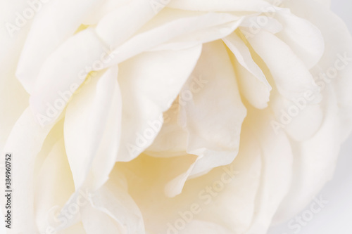 Lovely pink rose close up, macro photo © Olga Ionina