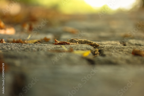 Fallen leaves on grey paving stone asphalt  blurred abstract autumn background