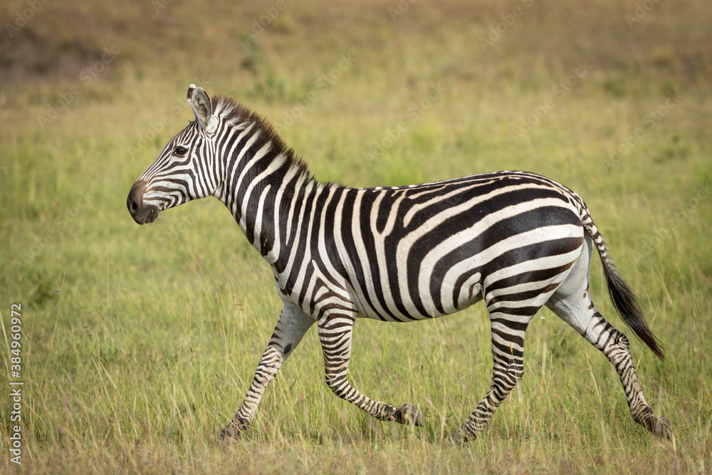 Adult zebra running on green grass in Masai Mara in Kenya Adult zebra running on green grass in Masai Mara in Kenya