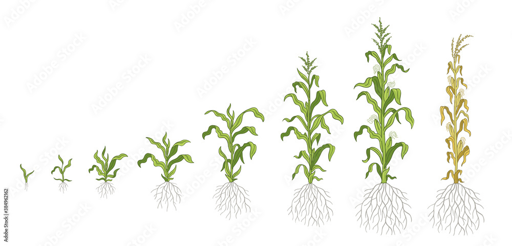 Growth stages of Maize plant. Corn development phases. Zea mays. Ripening period. The life cycle. Infographic set. Harvest animation progression. Vector.
