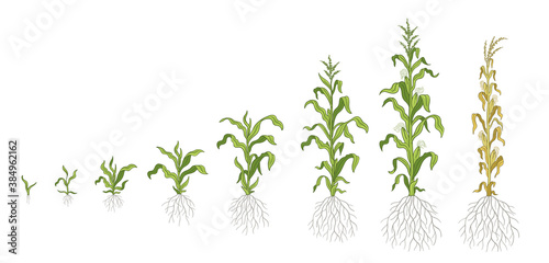 Growth stages of Maize plant. Corn development phases. Zea mays. Ripening period. The life cycle. Infographic set. Harvest animation progression. Vector.