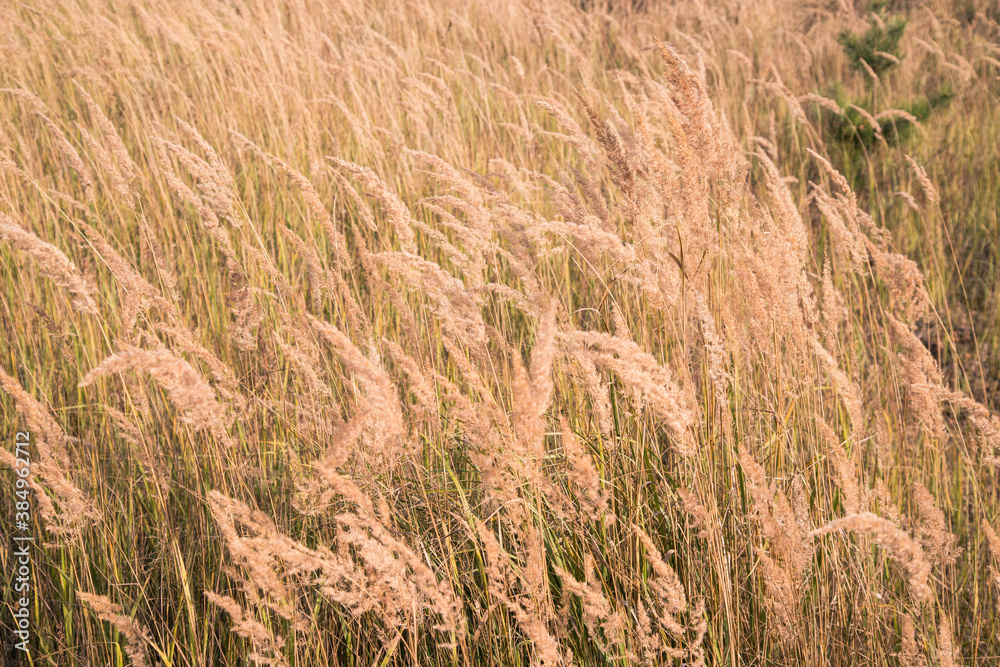 Field with yellowed autumn grass.A place for a space mine.Horizontal orientation Field with yellowed autumn grass.A place for a space mine.Horizontal orientation