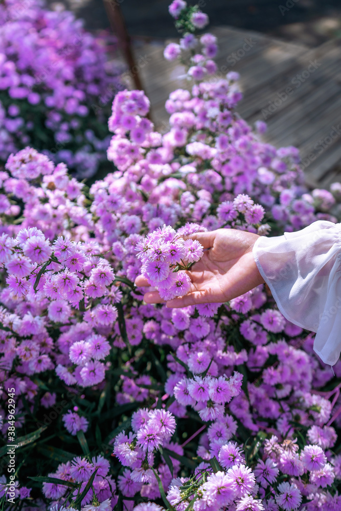 Women's hands touch purple flowers in the fields. Women's hands touch purple flowers in the fields.