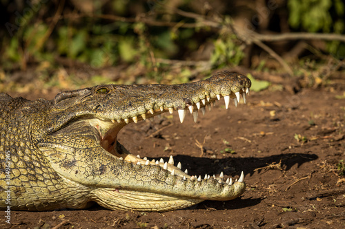 Nile crocodile with its mouth open showing white teeth in Chobe River in Botswana