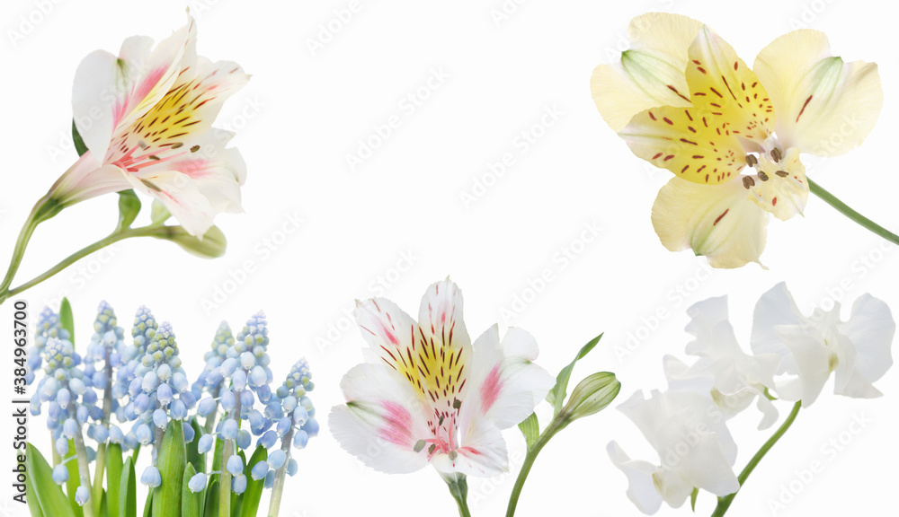 花 花
