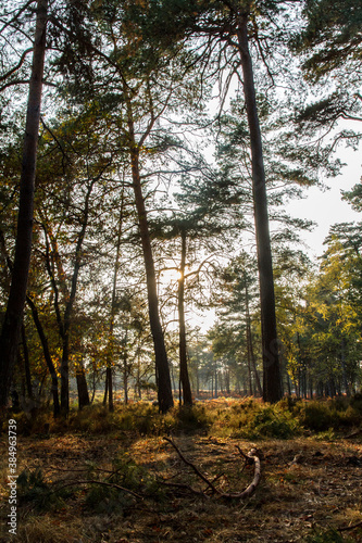 forest in autumn