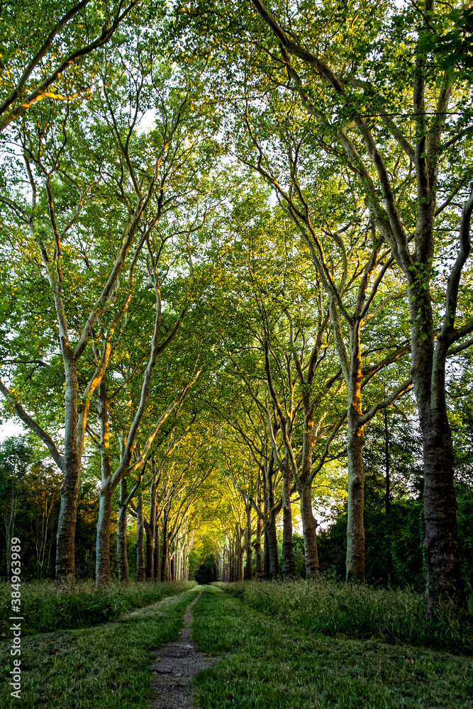 Fototapeta premium alley in the park