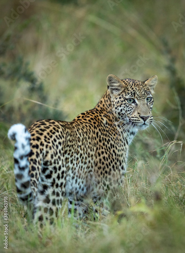 Vertical portrait of an adult leopard standing in green bush in Khwai River Okavango Delta in Botswana