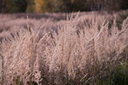 Botanical background of autumn dry grass in the field .Tinted photo in pink.A place for a copy of space.Horizontal orientation