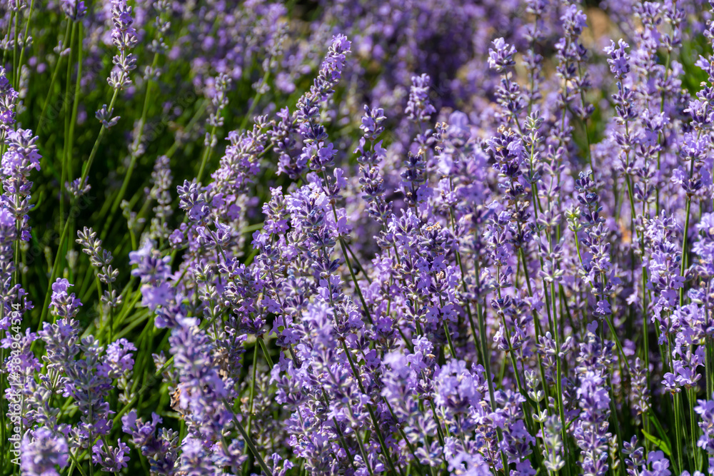 Obraz premium Background of lavender flowers. Lavender bushes in soft focus. Full floral purple frame. Colorful summer background. Macrophotography.