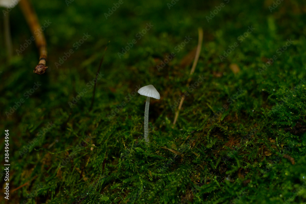 small porcini mushroom with a long thin leg in the autumn forest on moss small porcini mushroom with a long thin leg in the autumn forest on moss