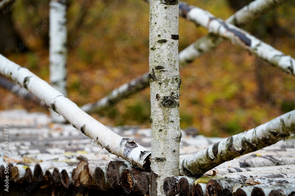 birch tree bridge and fence in autumn birch tree bridge and fence in autumn