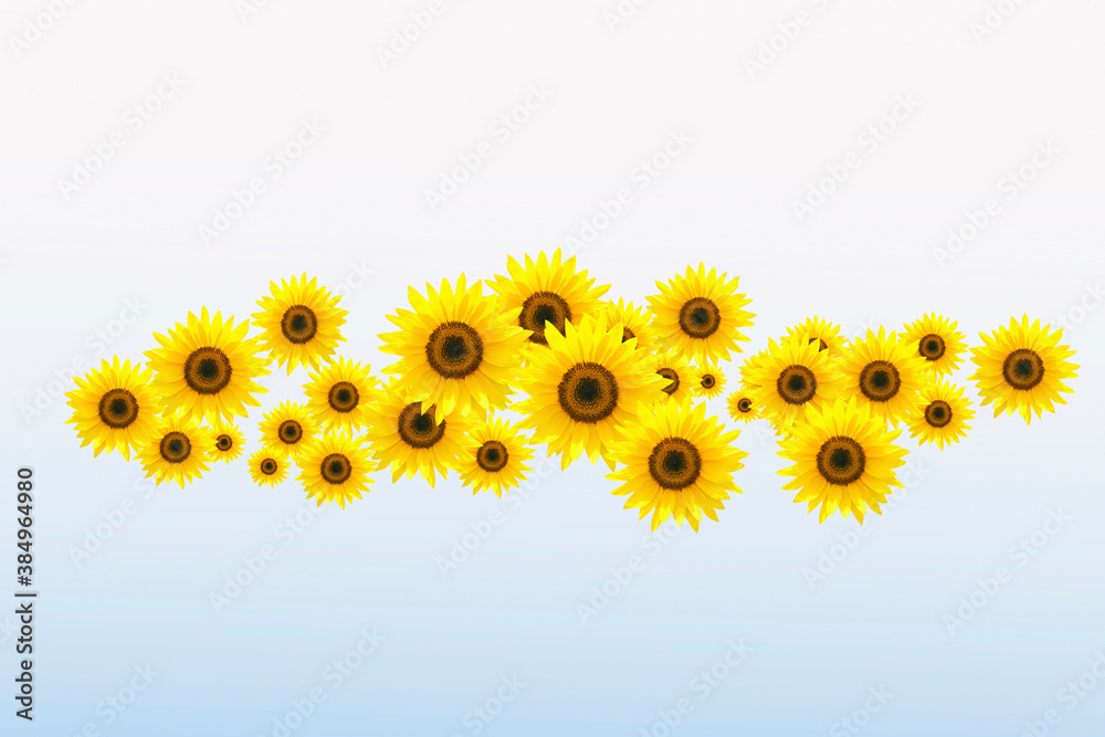 Naklejka premium ヒマワリ