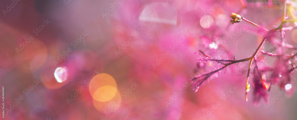Abstrakter Hintergrund mit Blüten, Zweigen, wassertropfen udn Bokeh in pink