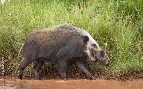 Adult bush pig walking on the edge of brown water in Ngorongoro Crater in Tanzania photo