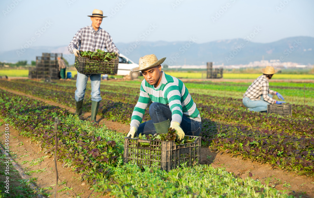 Fototapeta premium Latino farmer collects and carries boxes mustard on the field