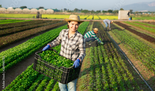 Fotografi Portrait of successful female horticulturist on plantation of leafy vegetables with freshly harvested corn salad in plastic box