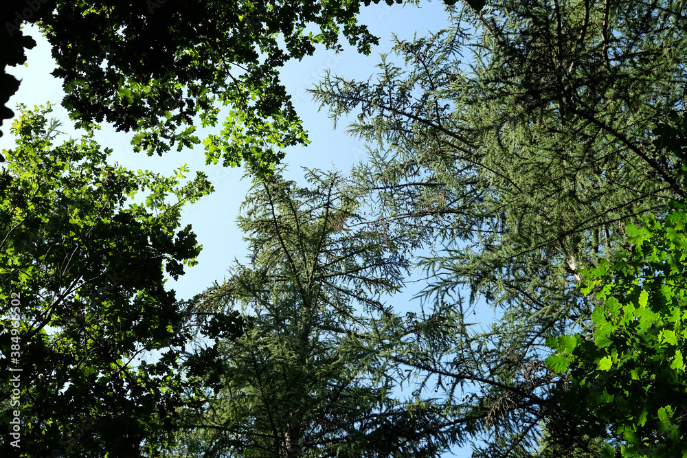 Blätterdach in einem Mischwald Blätterdach in einem Mischwald