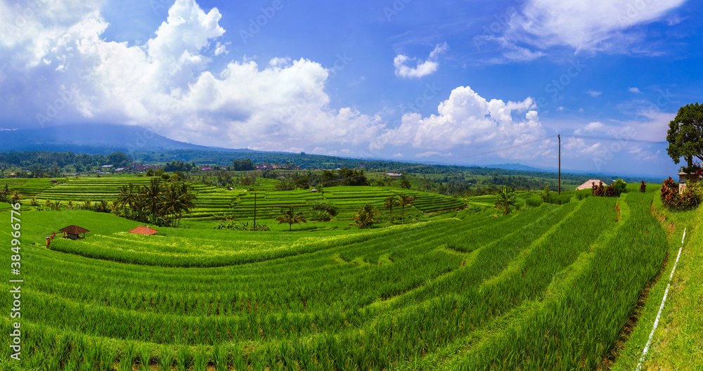Rice fields - Bali island Indonesia