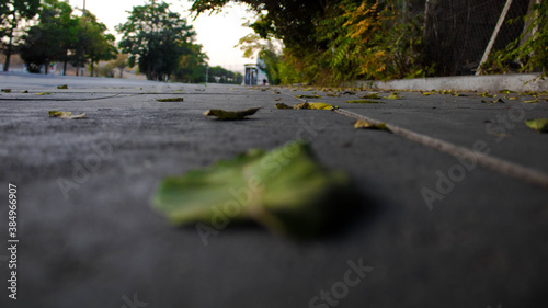 Autumn leaves on the ground