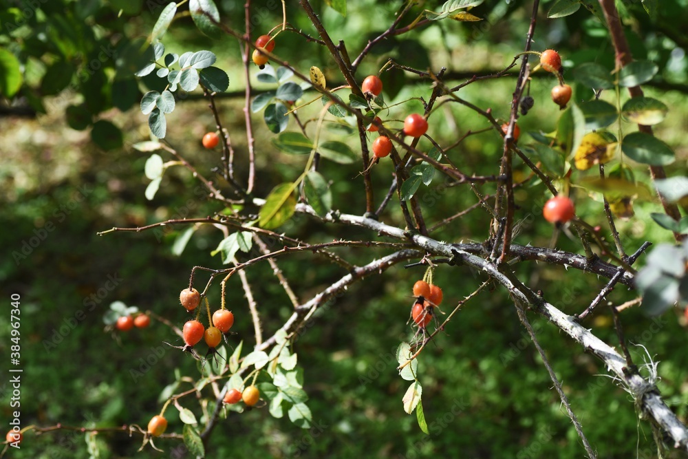 Rose hips / Rose hip rich in Vitamin C。