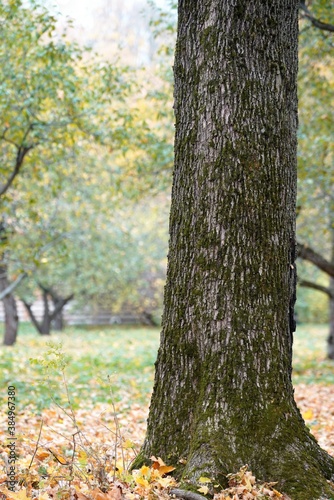 autumn tree in the park