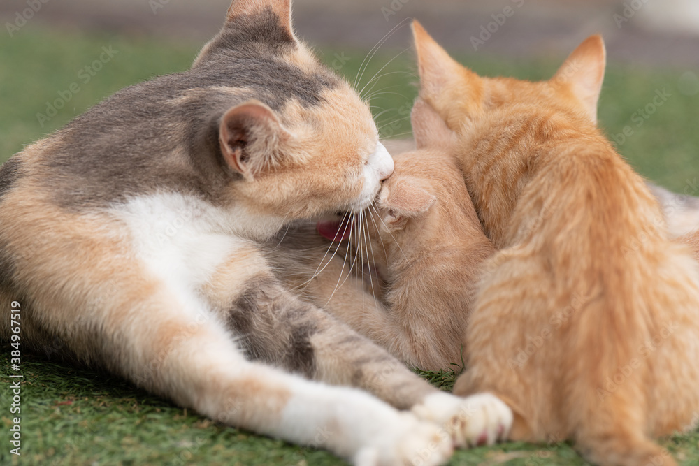 愛情たっぷりの猫の親子