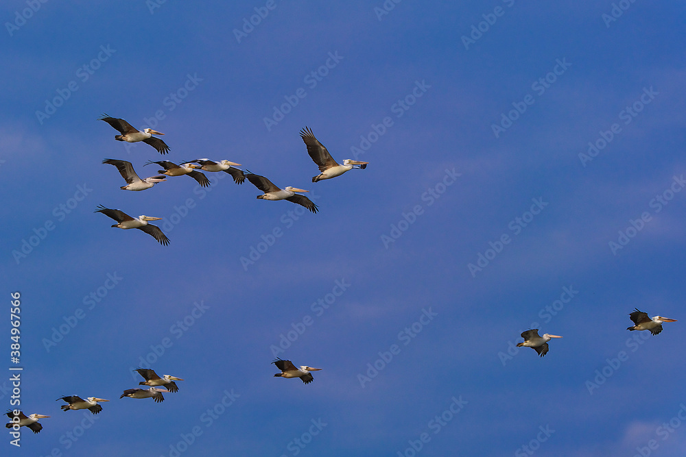 A Anastomus oscitans of beaks flying in the beautiful sky.