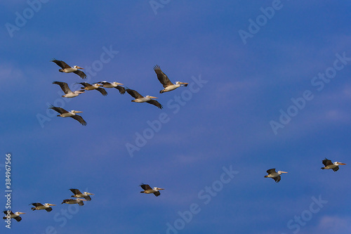 A Anastomus oscitans of beaks flying in the beautiful sky. © subinpumsom