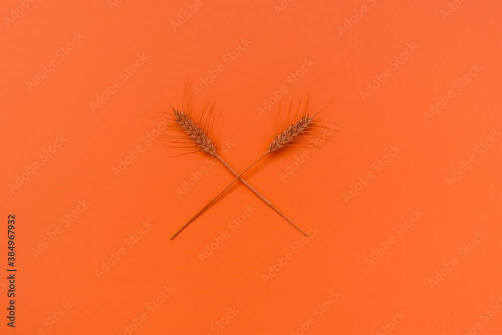 Zwei Weizen auf buntem Hintergrund.