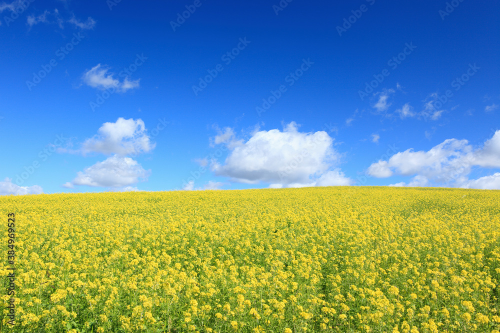 花畑と雲 花畑と雲