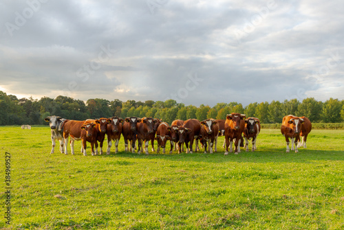 Fototapeta Naklejka Na Ścianę i Meble -  cows staring in the meadow sunset sky