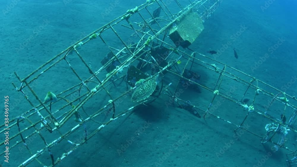Hawksbill sea stuck inside an artificial reef. Underwater world of Bali, Indonesia.
