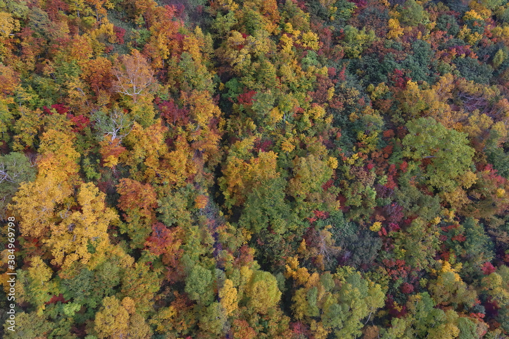 紅葉に覆われた山肌 紅葉に覆われた山肌
