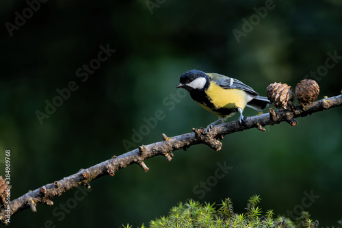 Great tit (Parus major) on a branch with a dark background in the forest in the south of the Netherlands