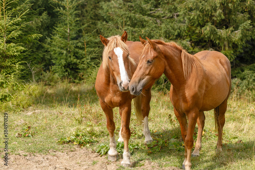 Horses grazed on a mountain pasture against mountains. Summer