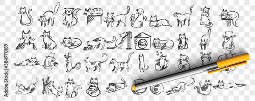 Cats doodle set. Collection of hand drawn pencil sketches templates patterns of adorable pets kitten kitty sleeping stretching playing with ball hiding in box or basket. Illustration dmestic animals.