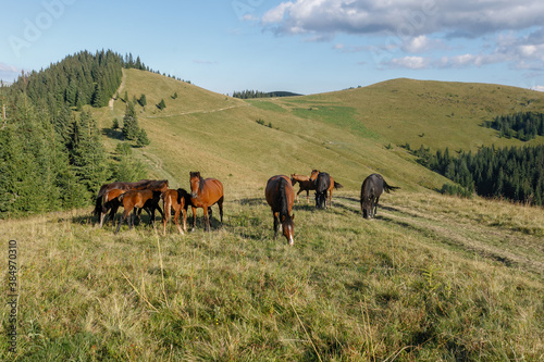 Horses grazed on a mountain pasture against mountains. Summer © Misha