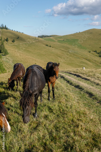 Horses grazed on a mountain pasture against mountains. Summer