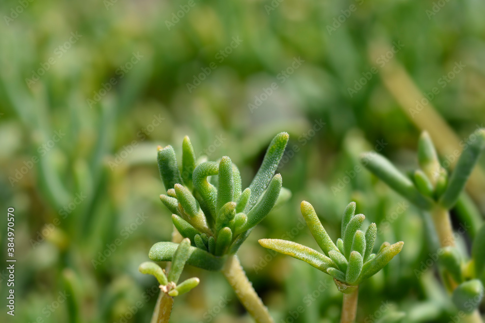 Trailing Iceplant Trailing Iceplant