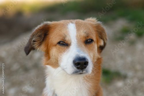 Close up portrait of young reddish brown and white mongrel dog looking up sitting on grey pavement on a sunny summer day. Blurry background. © Misha