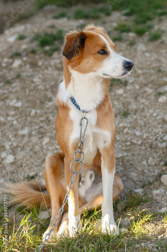 Close up portrait of young reddish brown and white mongrel dog looking up sitting on grey pavement on a sunny summer day. Blurry background.