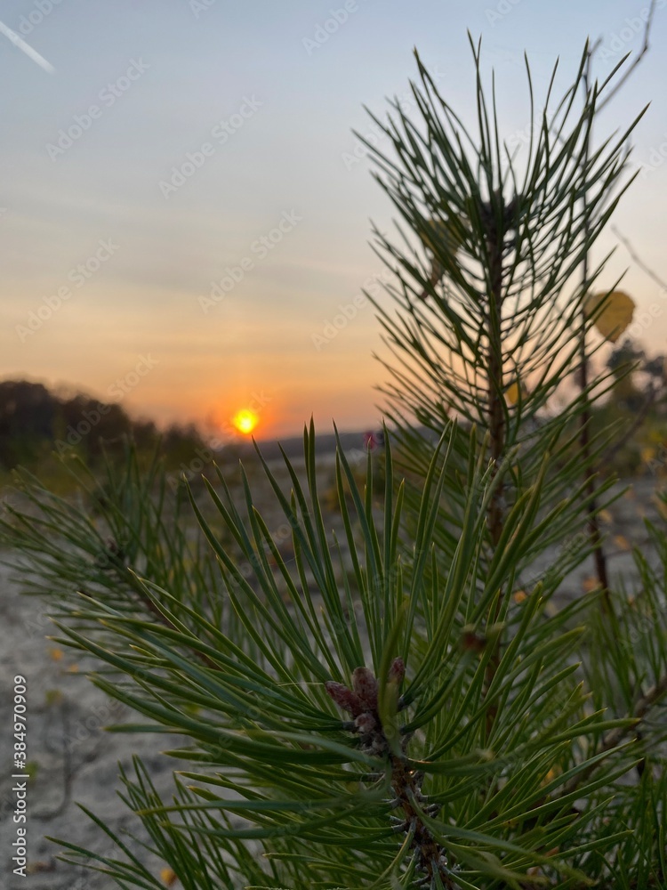 pine tree at sunset pine tree at sunset